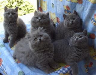 3 süße BKH Kartäuser 2 süße Highlander Babys