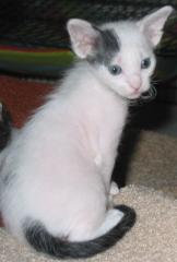 LaPerm Kitten Naehe AC/Selfkant