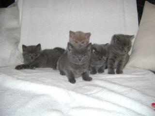 Britisch Kurzhaar Kitten
