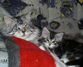 Maine Coon Kitten sucht Schmuseopfer
