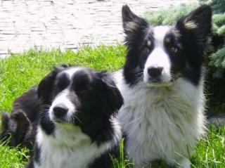 BORDER COLLIE