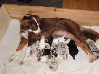 Australian Shepherd