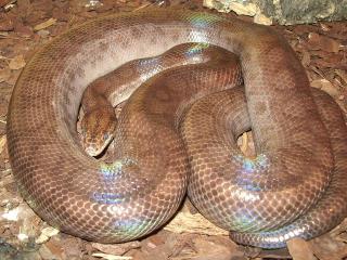 Regenbogenboa DNZ 03