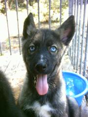 Husky Welpen nur 175 Euro
