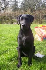 Labrador