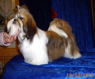 Shih tzu Welpen