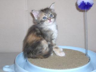 Typvolle Maine Coon Babys