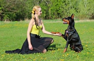 Online Hundetrainer schon über 10, 000 glückliche Halter und Hunde