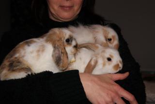 Süße Kaninchenbaby s in liebevolle Hände abzugeben 8 Wochen alt
