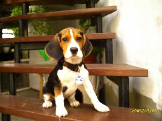 Beagle-Welpe 3 Monate alt