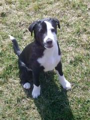Spitz-Terrier Welpe
