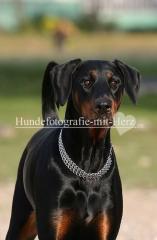 Hundefotografie mit Herz
