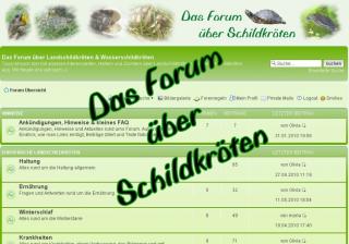 Wir beantworten eure Fragen über Schildkröten