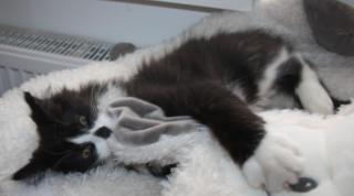 Katzenbetreuung gesucht