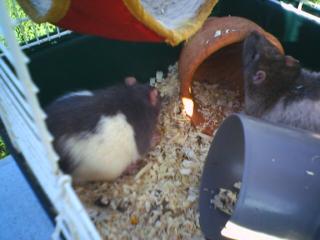 3 Männliche Ratten