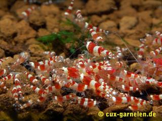 Biete Red Bee Shrimp Grade A K4