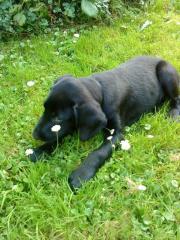Labrador Deutsch Drahthaar Lizzy