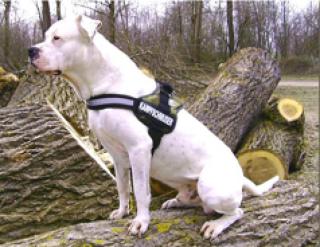 Hundesport-24. Fachausstattung für Freizeit-, Sport- und Diensthunde