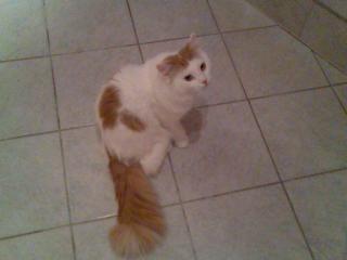 Türkisch Van Kater bildschön 1, 5 Jahre alt