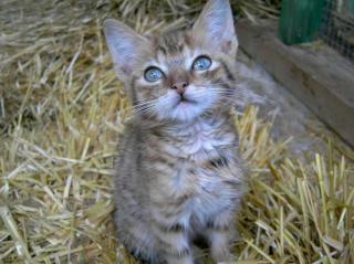 Katzenbabys