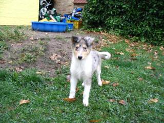 American Line Colliewelpen ohne Papiere