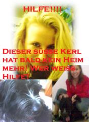 Ulm - Armer Hund muss sein Frauchen verlassen - Hilfe