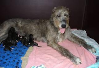 Irish Wolfhound Zwinger BiGi s Wolf hat Welpen