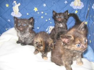 4 Norwegische Waldkatzenbabys suchen Fachpersonal