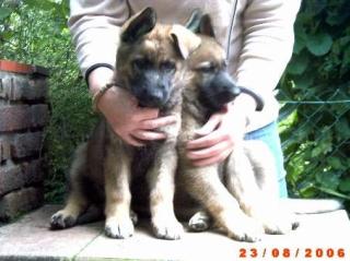 Noch 2 graue Schäferhundwelpen Mädels