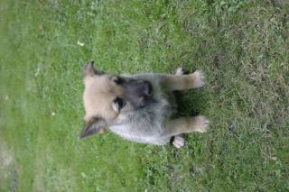 Junge Schäferhundwelpen