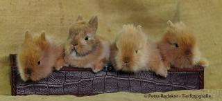 Super kleinbleibende Mini Zwergkaninchen in den schönsten Farben
