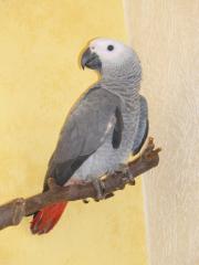 Jonny sucht ein neues zu Hause