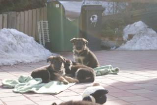 Deutsche Schäferhundewelpen aus Kör-und Leistungszucht