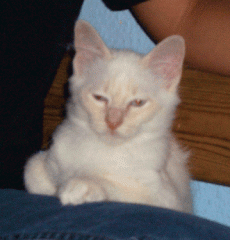 Süße Heilige Birma Katerchen Amigo von Clarens