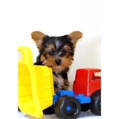 Yorkshire Terrier Welpen
