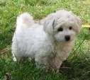 Bichon Frise