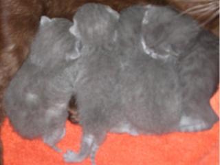 Kartäuser-Kitten, 1 Kater und 4 Katzen - V Int. Champion