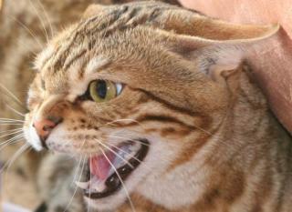 Wildes Aussehen - Sanftes Gemüt - Bengalen der neuen Zuchtgeneration von www. Ben