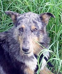 Hutch Colliemischling