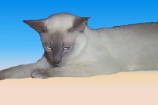 Siam Deckkater