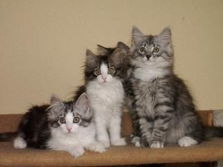 3 Norwegermädchen suchen noch neue Adoptiveltern