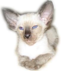 Siamkitten mit Stammbaum 1. DEKZV geb. 10. 06. 06 und 02. 07. 06