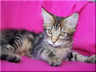 Maine Coon Kitten