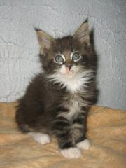 Reinrassige Maine Coon Kitten mit Ahnentafel