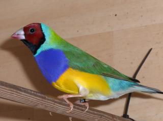 Gouldamadine