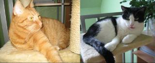 Liebevolles Zuhause gesucht