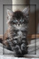 Maine Coon Kitten black smoke sehr typvoll und anhänglich