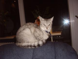 WER HAT SIE GESEHEN