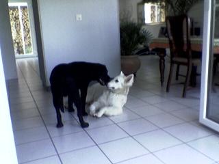 Dogside. ch