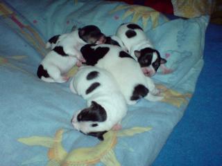 Super süsse Jack Russel Terrier für 250Euro